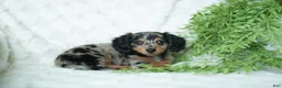 Miniature Dachshund dogs for sale: Amber 🤎 - Ad 6