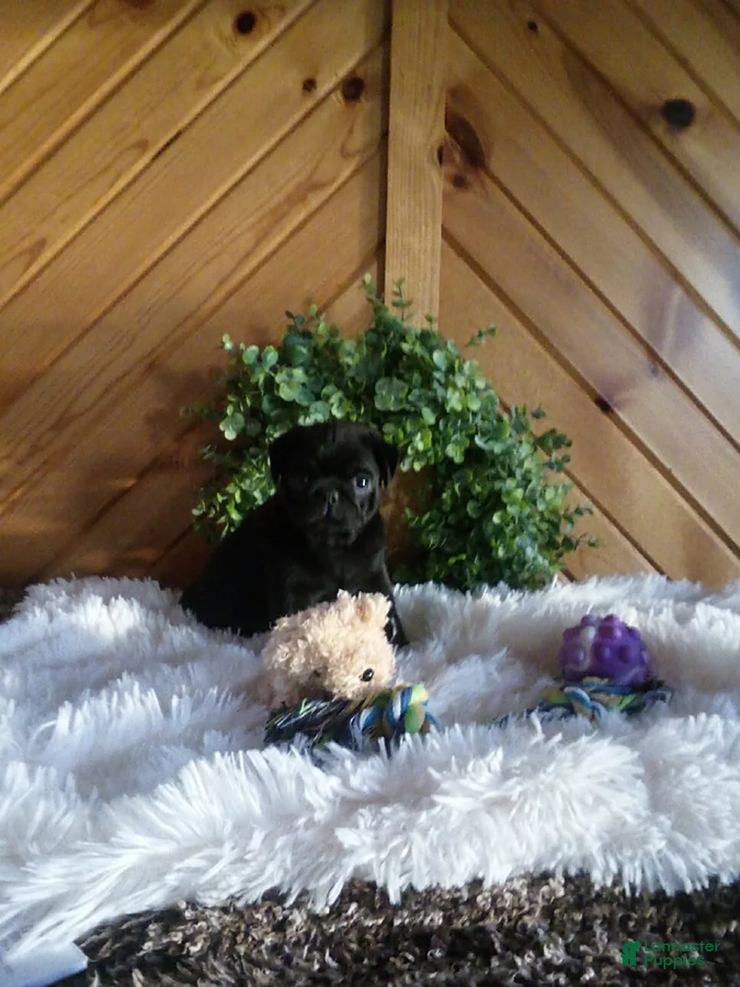 Pug dogs for sale: Raven - Ad 2