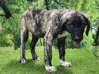 Anatolian Shepherd dogs Dusty 2026 Female 5 - Ad 3