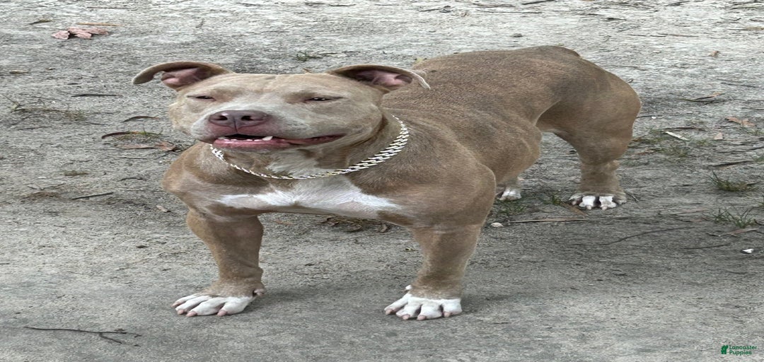 Gallery Image {{count}}