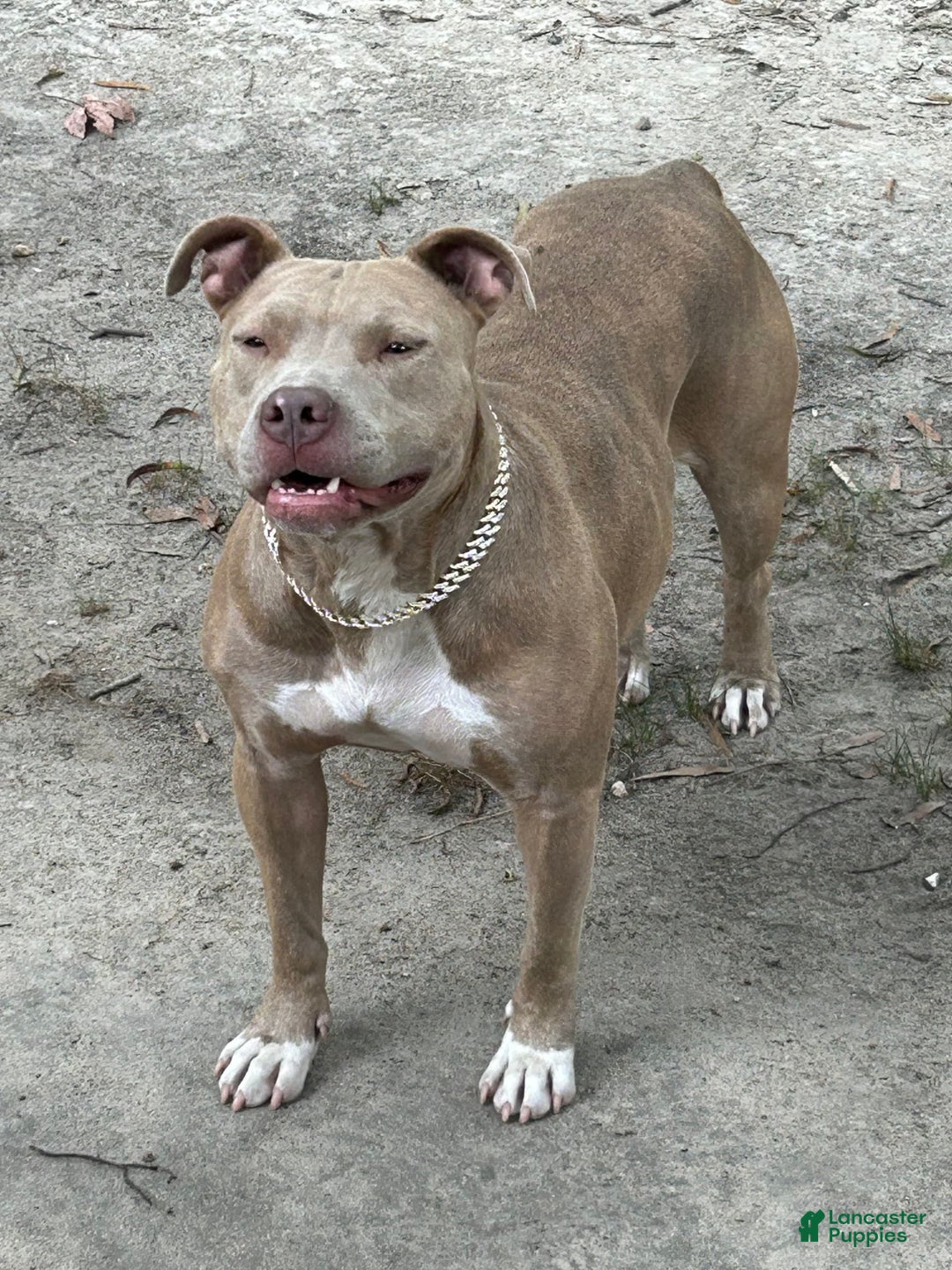 Gallery Image {{count}}