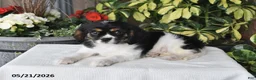 Cavalier King Charles Spaniel dogs for sale: Daisy - Ad 5