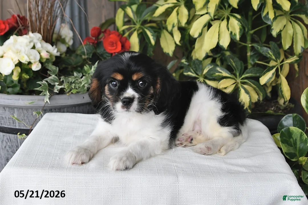Cavalier King Charles Spaniel dogs for sale: Daisy - Ad 5