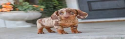 Dachshund dogs for sale: Latte - Ad 6