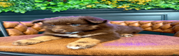 Pomsky dogs for sale: Theo - Ad 7