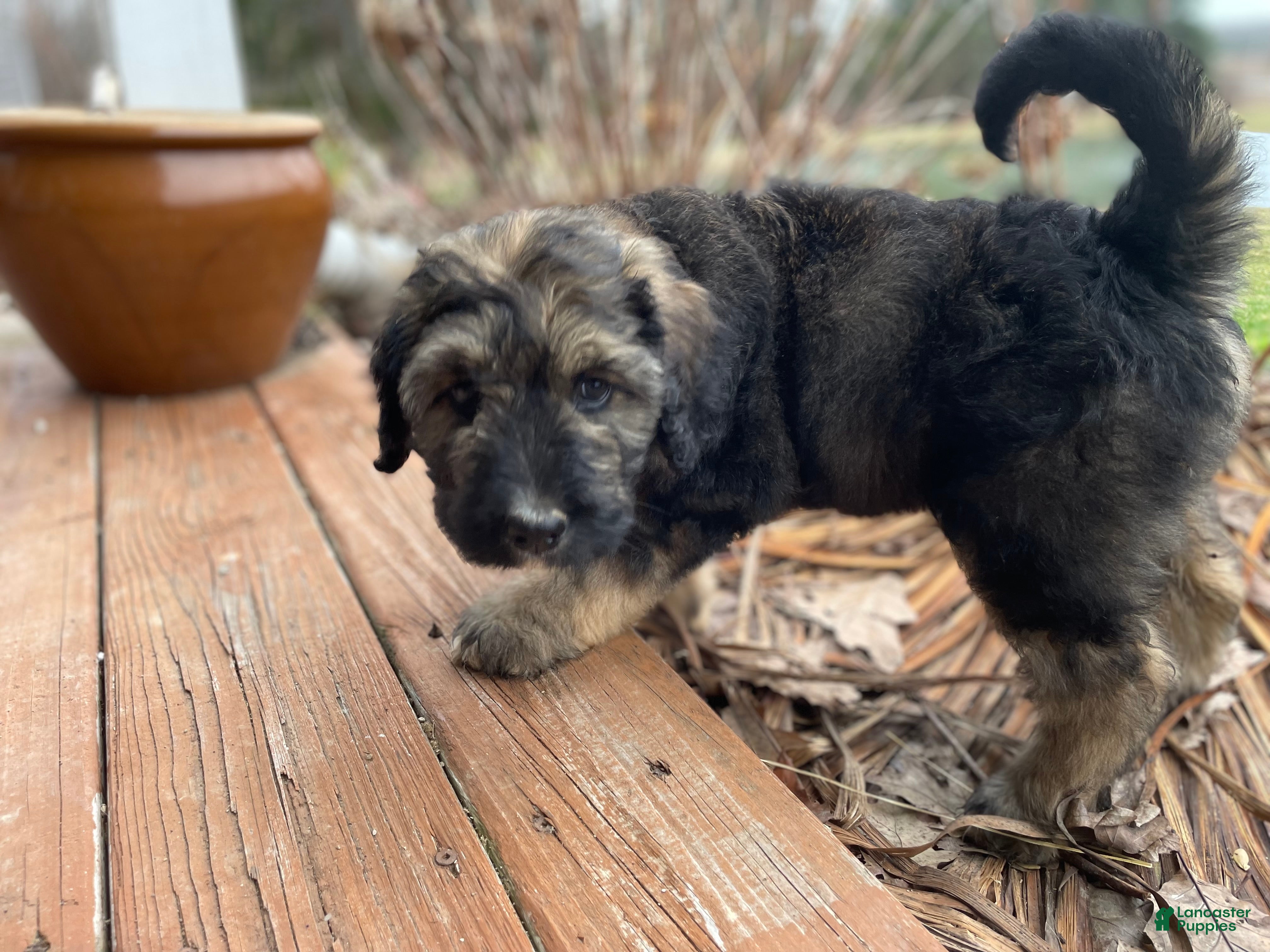Bernedoodle dogs Sadie - Ad 1