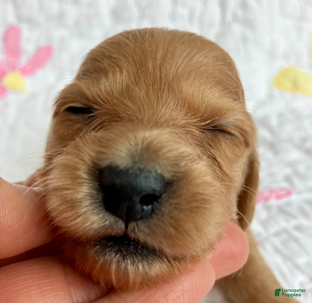 Miniature Dachshund dogs for sale: Cinnamon of Maple Valley Boulevard - Ad 1