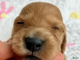 Miniature Dachshund dogs Cinnamon of Maple Valley Boulevard - Ad 30