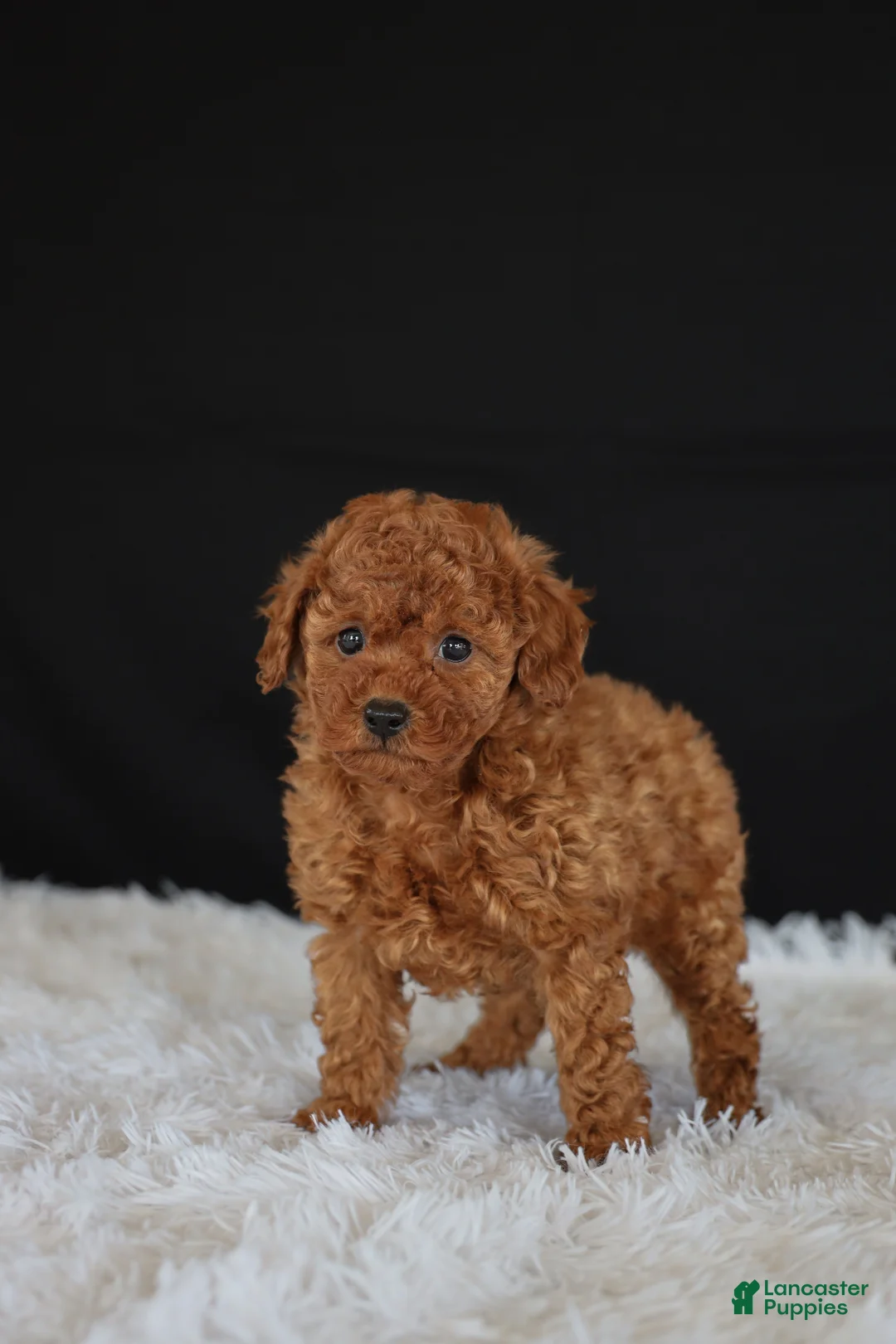 Toy Poodle dogs for sale: Milo - Ad 2