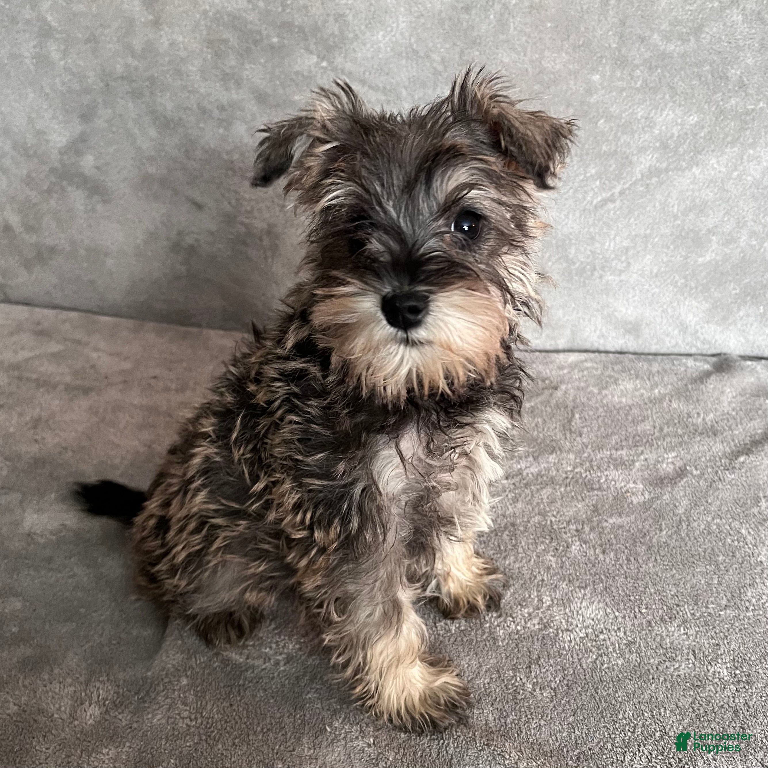 Miniature Schnauzer dogs Tinsley - Ad 40