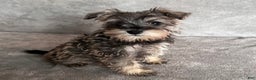 Miniature Schnauzer dogs for sale: Tinsley - Ad 1