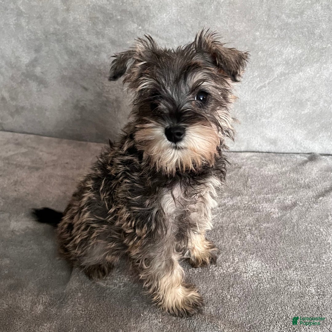 Miniature Schnauzer dogs for sale: Tinsley - Ad 1
