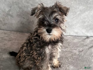 Miniature Schnauzer dogs Tinsley - Ad 30