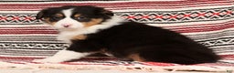 Australian Shepherd dogs for sale: Bonnie - Ad 8