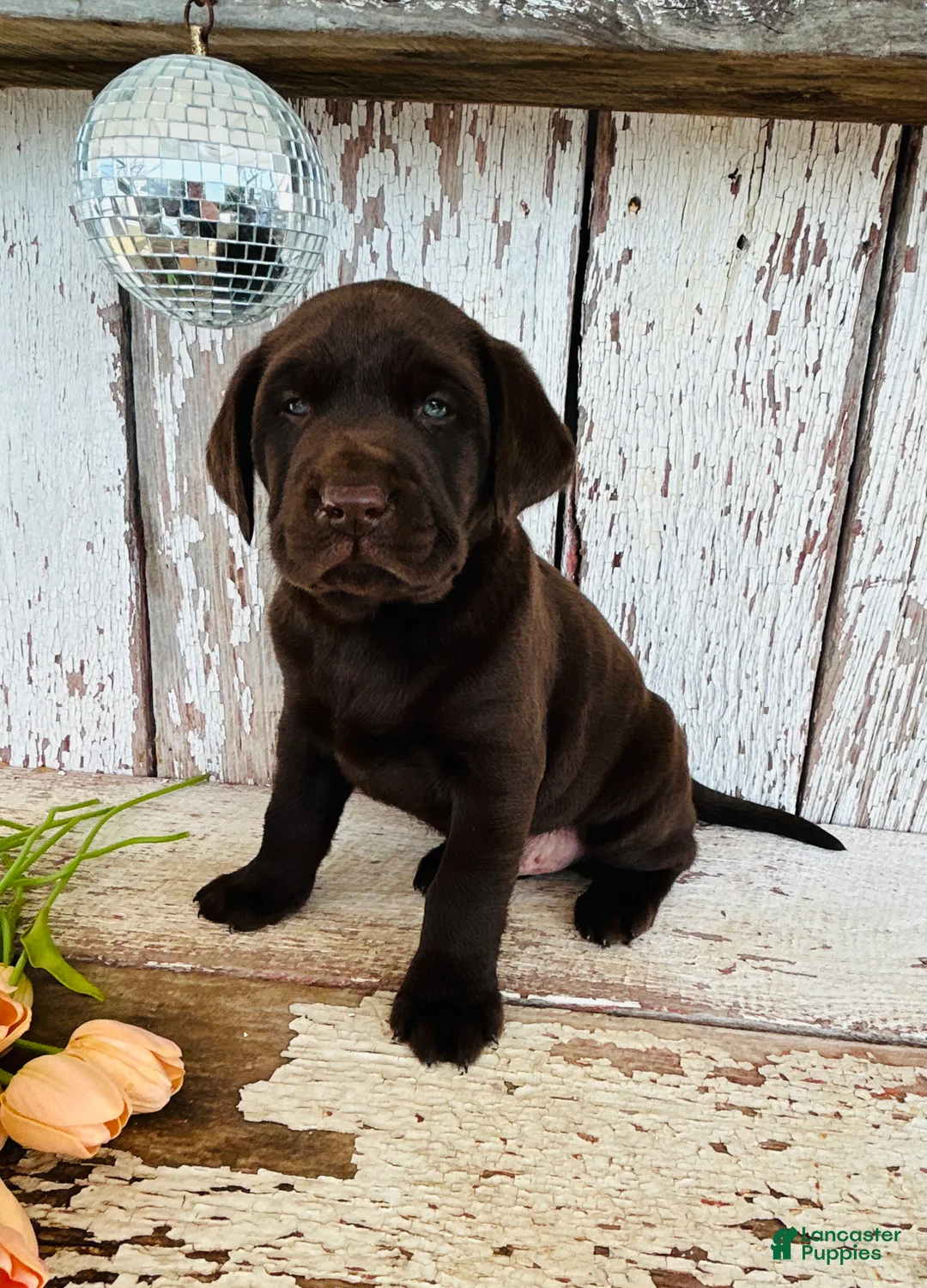Labrador Retriever dogs for sale: Archie - Ad 2