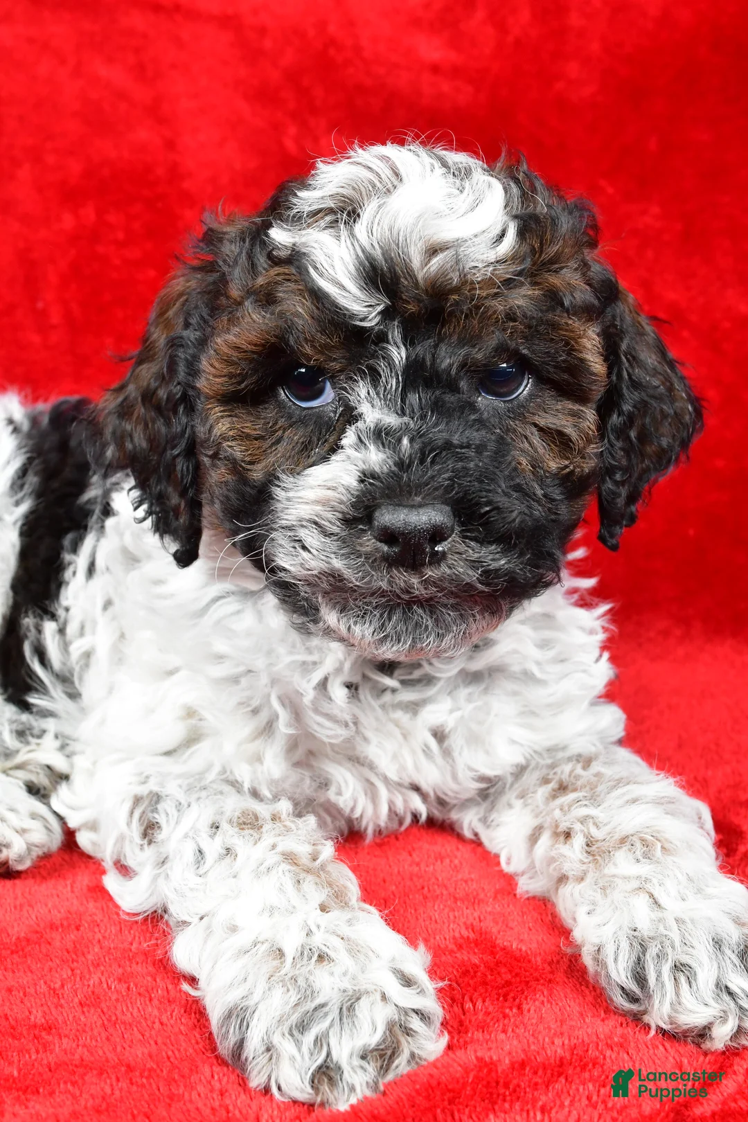 Cockapoo dogs for sale: Daxter - Ad 3
