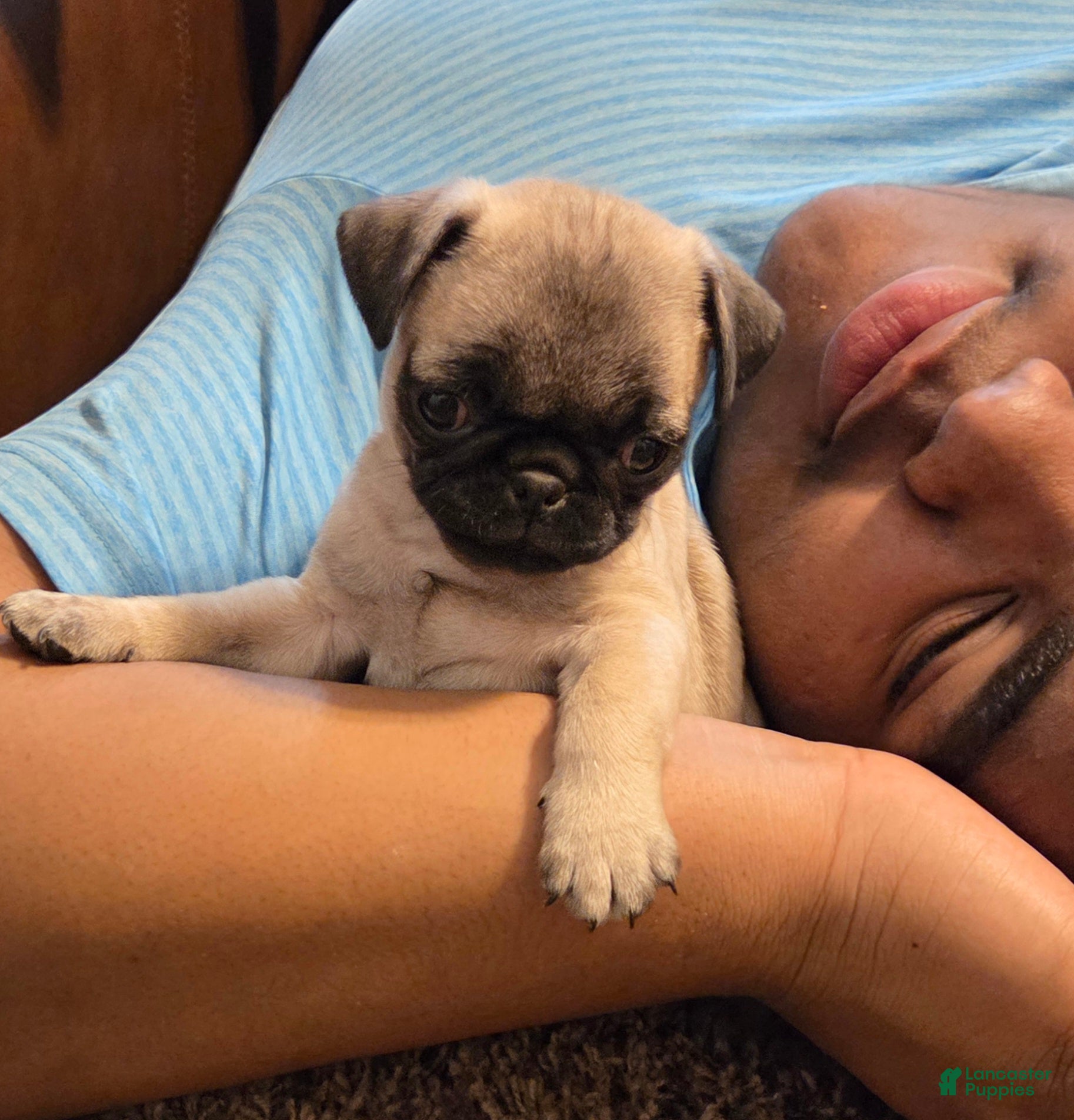 Pug dogs Pipsqueak - Ad 2