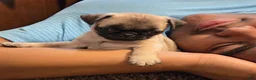 Pug dogs for sale: Pipsqueak - Ad 2