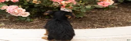 Yorkshire Terrier dogs for sale: Dobbin  - Ad 8