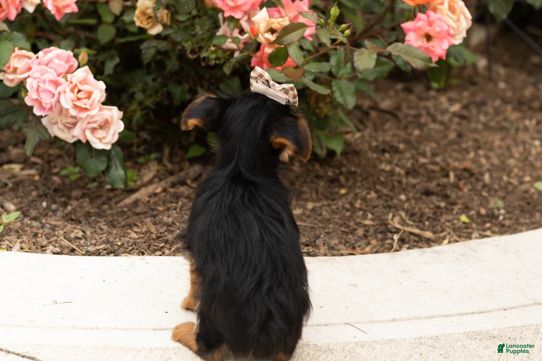 Yorkshire Terrier dogs for sale: Dobbin  - Ad 8
