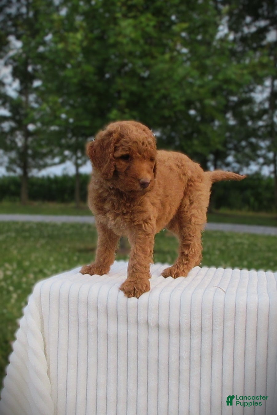 Goldendoodle dogs Lavender - Ad 2