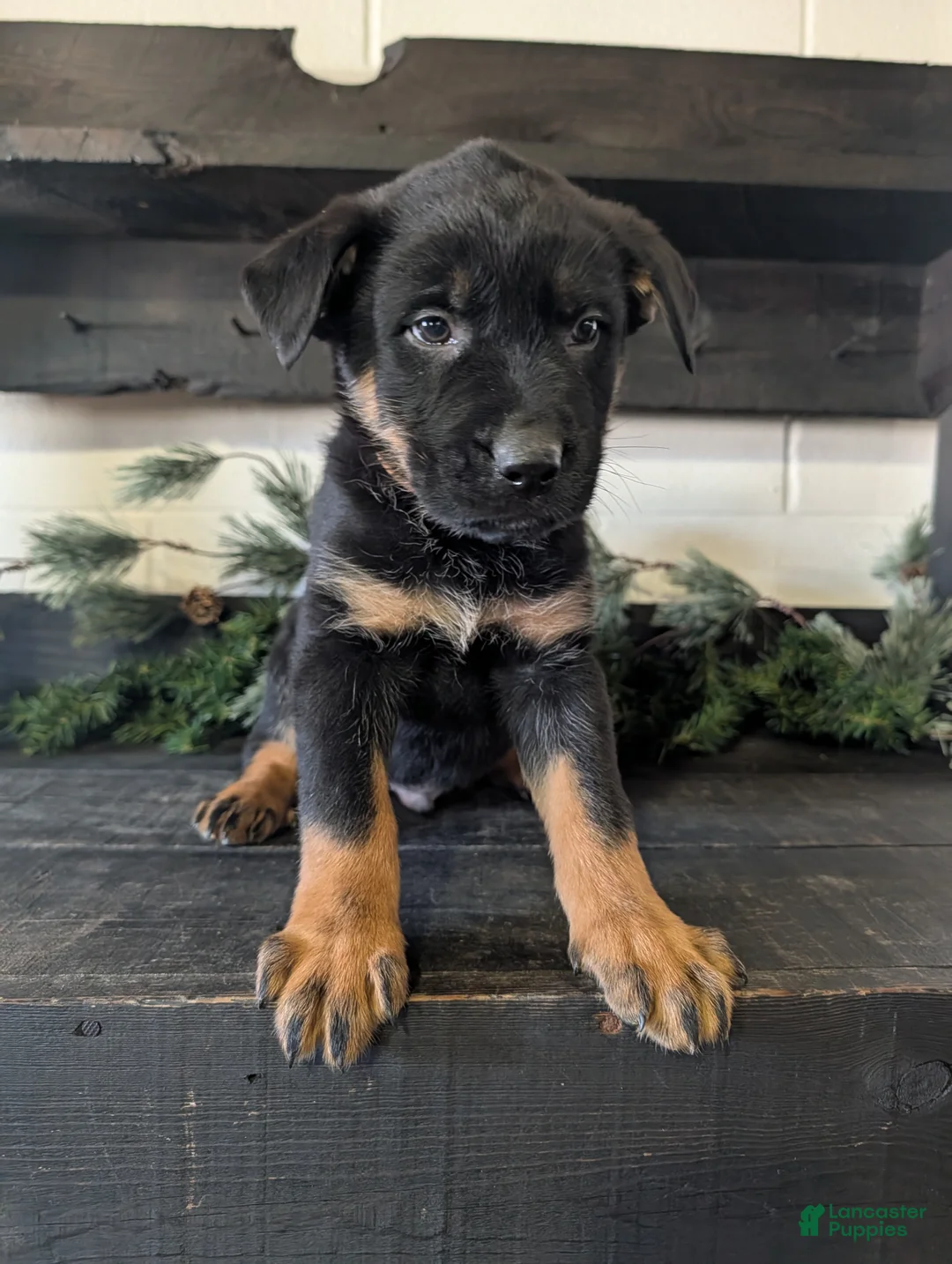 Mixed Breed dogs for sale: Riley - Ad 1