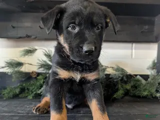 Mixed Breed dogs Riley - Ad 39