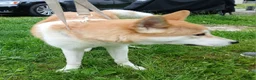 Akita dogs for sale: Aries  - Ad 4