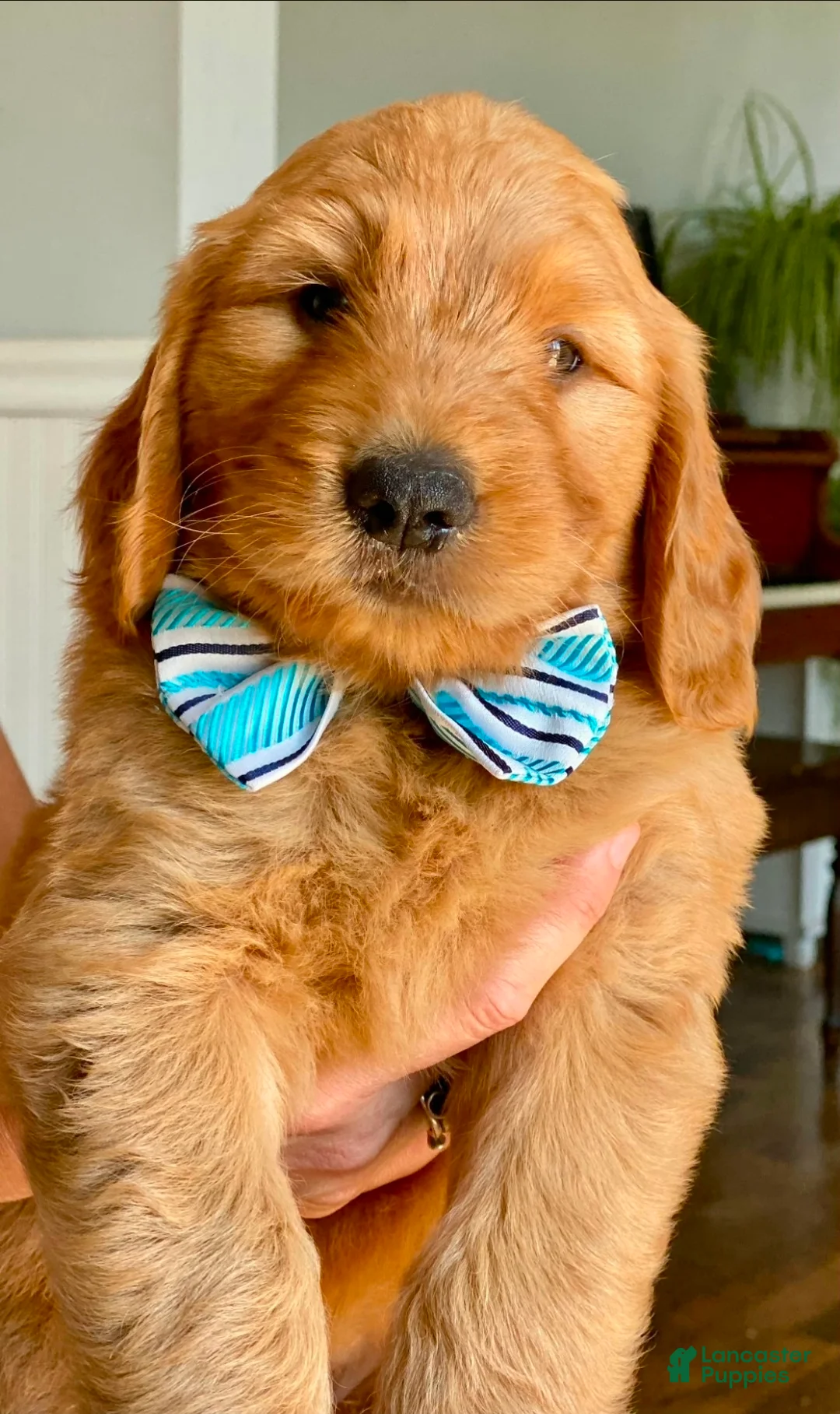 Goldendoodle dogs for sale: Goldendoodle 2 - Ad 1