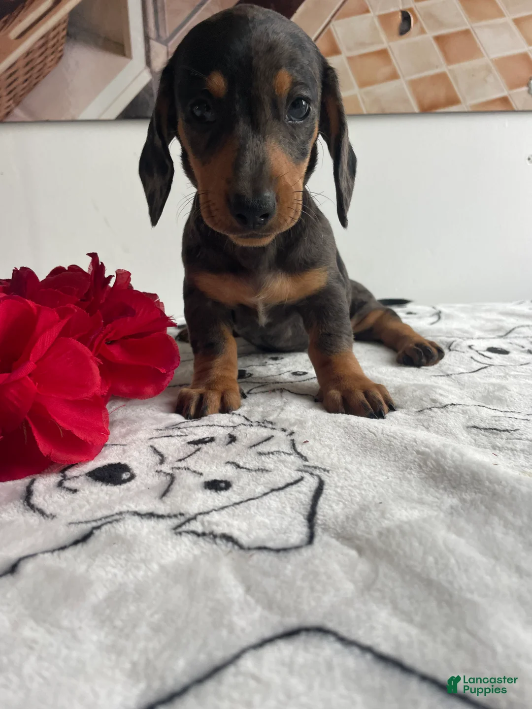 Miniature Dachshund dogs for sale: Gypsy - Ad 2
