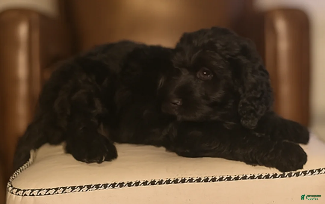 Mixed Breed dogs for sale: Quincy - Ad 1