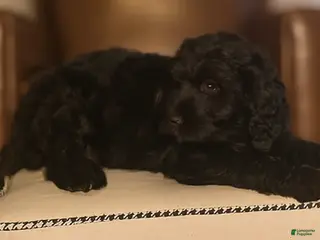 Mixed Breed dogs Quincy - Ad 34