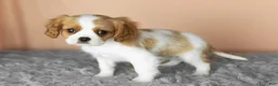Cavalier King Charles Spaniel dogs for sale: Leo  - Ad 2