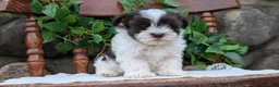 Havanese dogs for sale: Nala - Ad 6