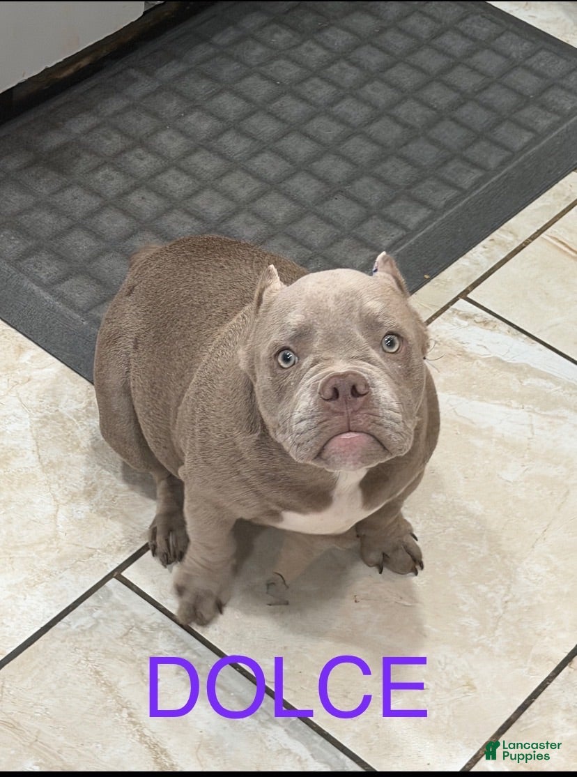 American Bully dogs American Bully 2 - Ad 1