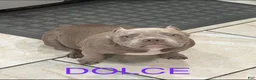 American Bully dogs for sale: American Bully 2 - Ad 1