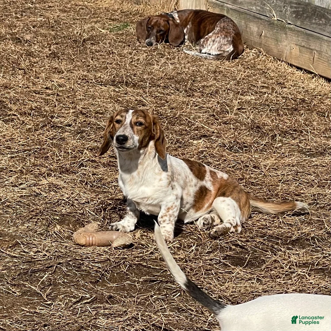 Dachshund dogs for sale: Ranger - Ad 6