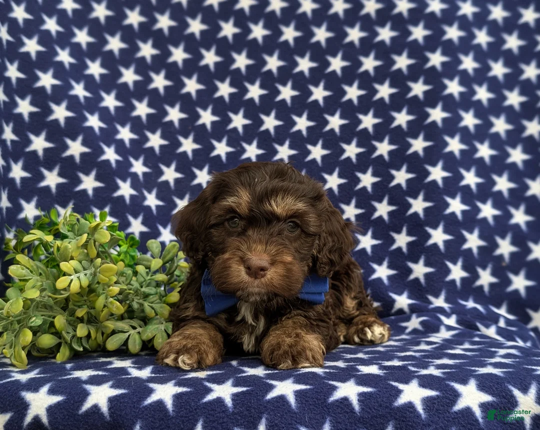 Cockapoo dogs for sale: Jonnie - Ad 5