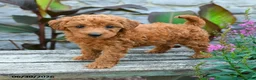 Mini Goldendoodle dogs for sale: Georgina - Ad 1