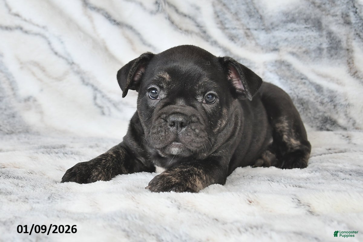 Mixed Breed dogs Nick - Ad 2