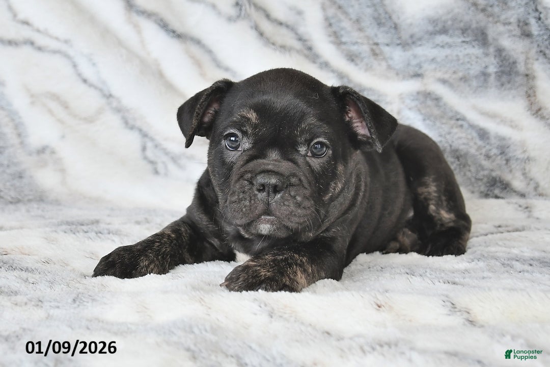 Mixed Breed dogs for sale: Nick - Ad 2