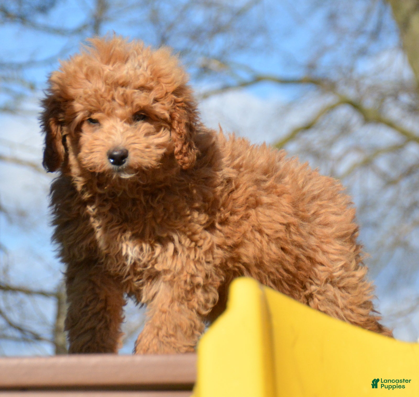 Mini Goldendoodle dogs Mini Goldendoodle Darcy - Ad 38