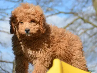 Mini Goldendoodle dogs Mini Goldendoodle Darcy - Ad 38