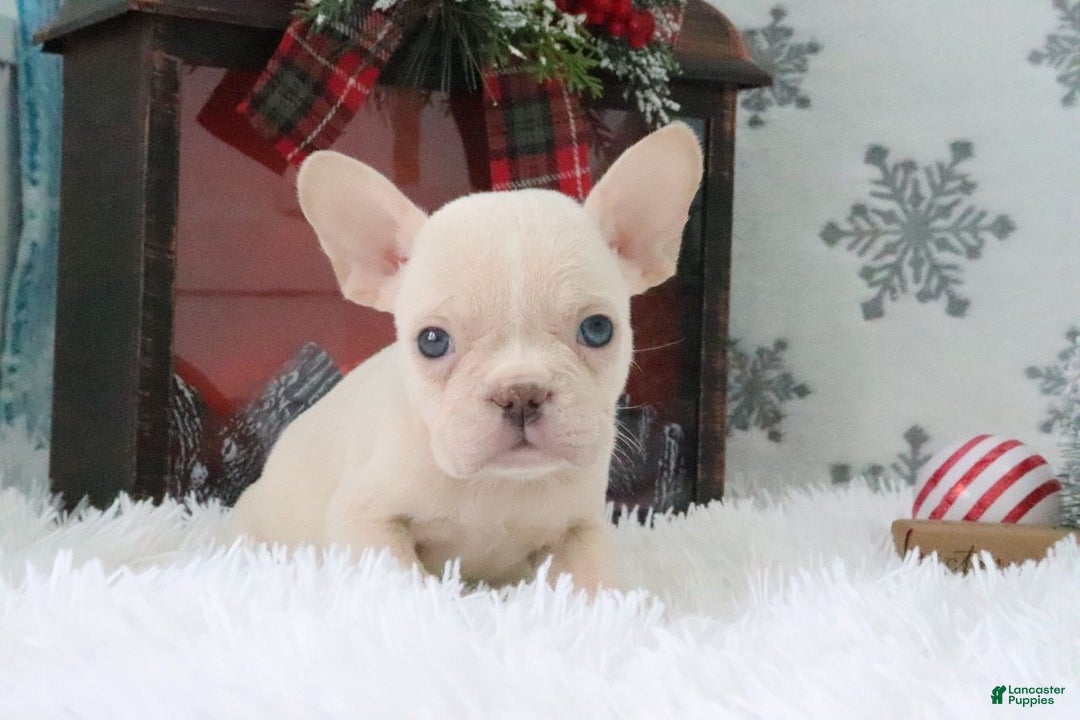 French Bulldog dogs for sale: Tyler - Ad 4