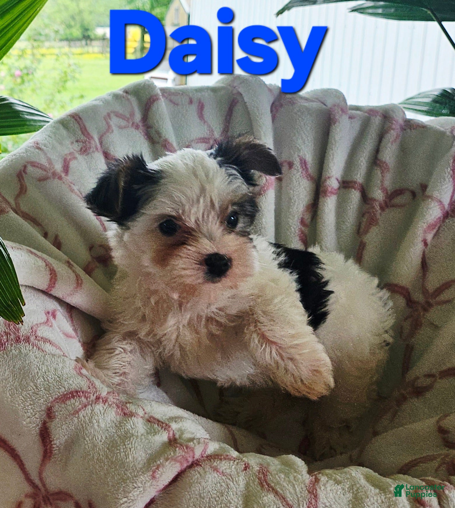 Yorkshire Terrier dogs for sale: DAISY  - Ad 1