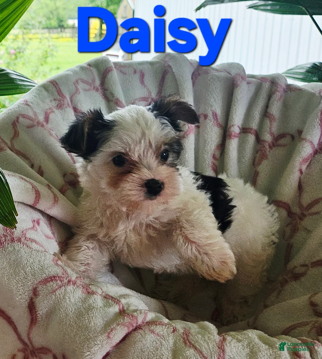 Yorkshire Terrier dogs for sale: DAISY  - Ad 1
