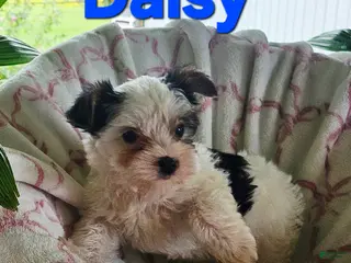 Yorkshire Terrier dogs for sale: DAISY - Ad 1