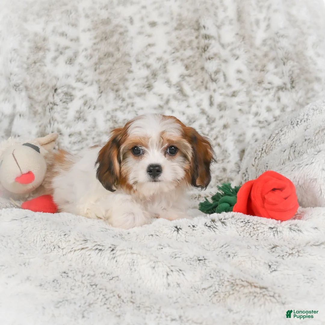 Havanese dogs for sale: Heidi - Ad 6