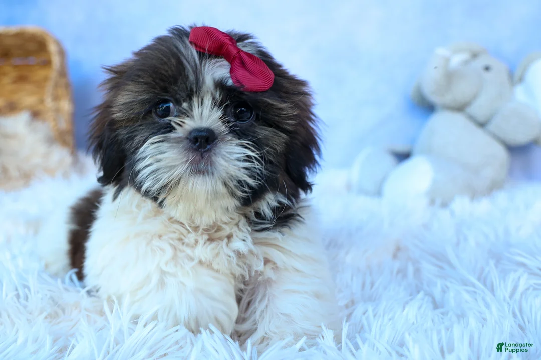 Shih Tzu dogs for sale: RACHEL - Ad 1