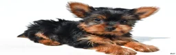 Yorkshire Terrier dogs for sale: Tiny - Ad 3